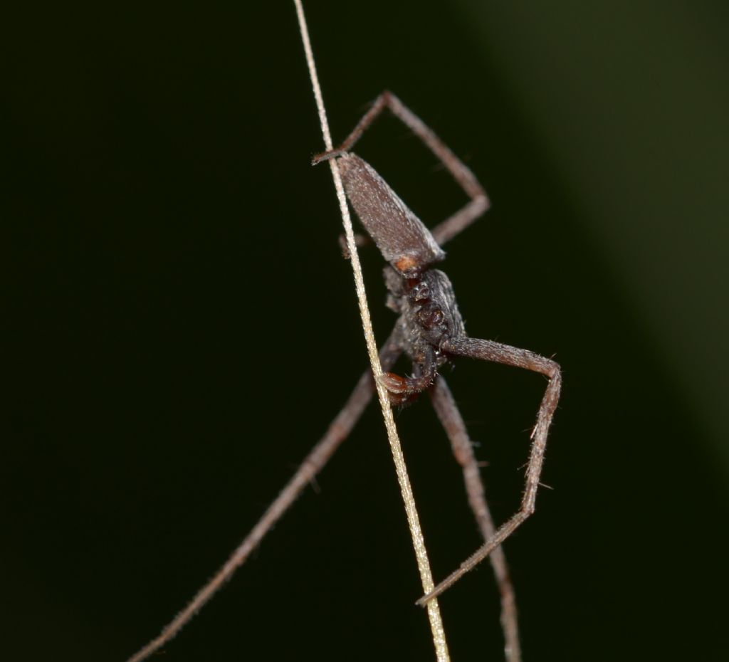 Pisaura sp., maschio - Grosseto